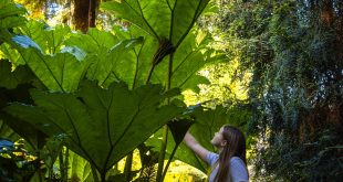 1505 heligan junglegiants images Pupils link Natural History GCSE with fossils and museums, new research finds