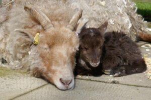 Almond Valley 2 Rare Breeds Survival Trust awards first ever RBST Education Accreditation