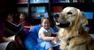 Barney Search commences for UK’s first School Dog of the Year