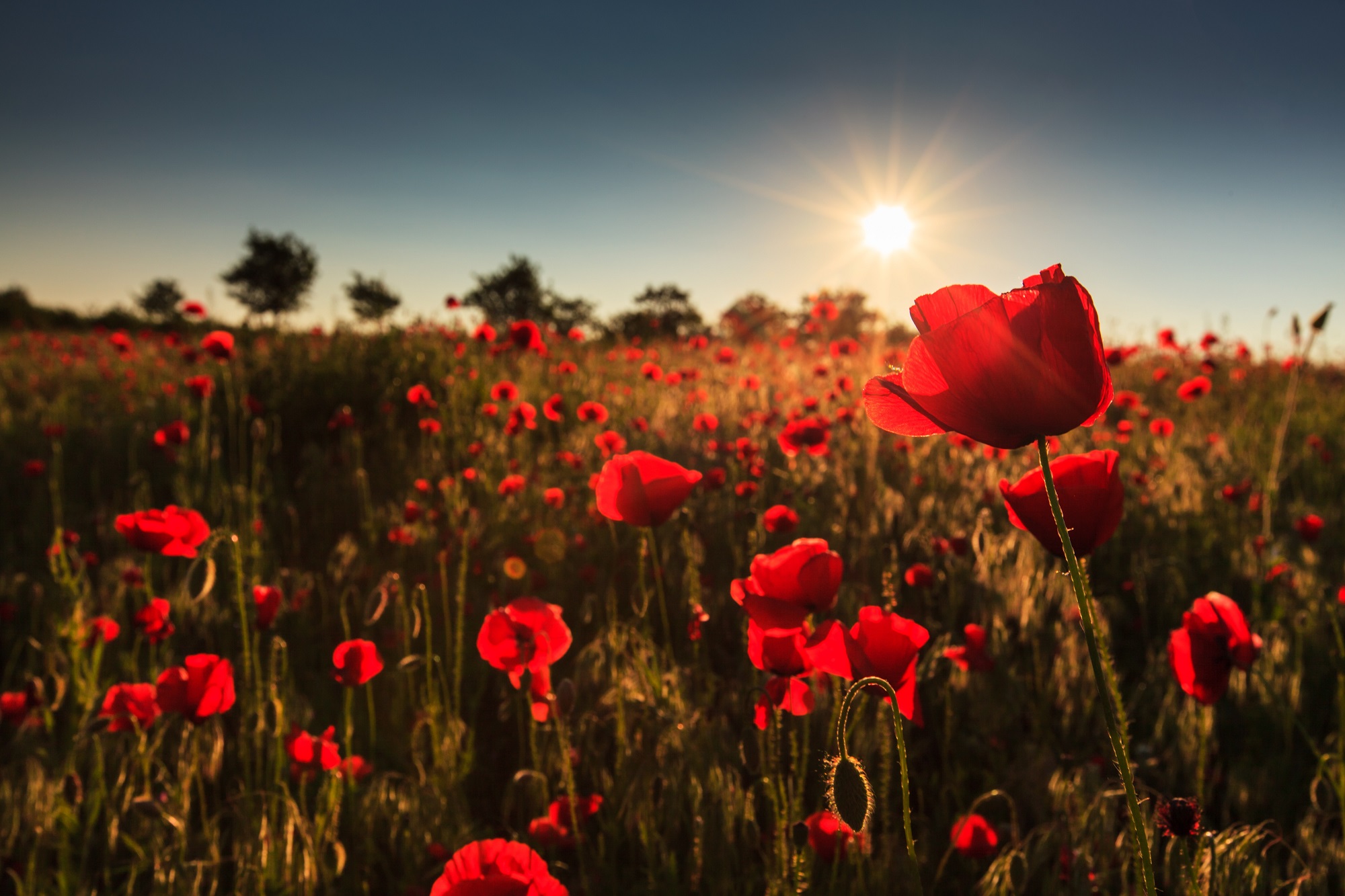 Fallen Fields World War One Poppies First World War project for children launched by curriculum experts