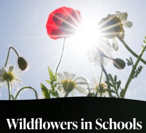 wfis Wildflower seeds for every primary school class in honour of the Coronation