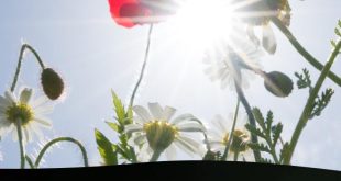 wfis Wildflower seeds for every primary school class in honour of the Coronation